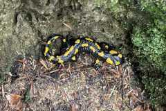 Zdjecie-WhatsApp-2025-10-08-o-17.58.26_a7a33f09